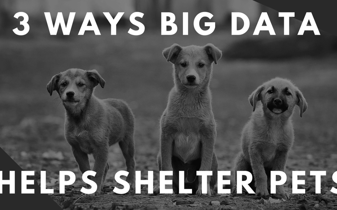 Saving Us Money and Saving Our Pets: 3 Ways Big Data Helps Shelter Animals